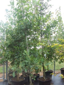 Nursery Gardening Tree Mattox 1
